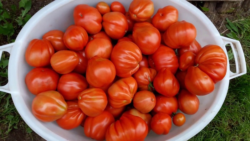 Vaut-il la peine d'essayer de faire pousser une tomate Puzata khata et comment cela pourrait plaire aux agriculteurs débutants et expérimentés
