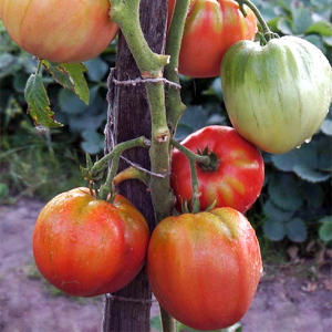 Une excellente variété pour la consommation fraîche - la tomate portugaise dacosta et les particularités de sa technologie agricole