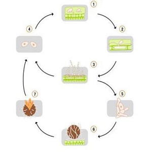 Pourquoi l'oïdium apparaît-il et pourquoi est-il dangereux sur les concombres: photo et traitement, mesures préventives