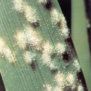 Pourquoi l'oïdium apparaît-il et pourquoi est-il dangereux sur les concombres: photo et traitement, mesures préventives