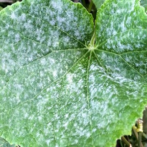 Pourquoi l'oïdium apparaît-il et pourquoi est-il dangereux sur les concombres: photo et traitement, mesures préventives