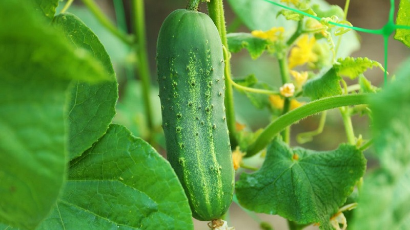 Pourquoi l'oïdium apparaît-il et pourquoi est-il dangereux sur les concombres: photo et traitement, mesures préventives
