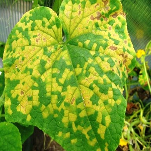 Pourquoi l'oïdium apparaît-il et pourquoi est-il dangereux sur les concombres: photo et traitement, mesures préventives