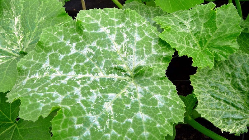 Pourquoi l'oïdium apparaît-il et pourquoi est-il dangereux sur les concombres: photo et traitement, mesures préventives