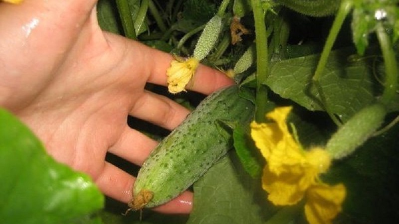 Pourquoi l'oïdium apparaît-il et pourquoi est-il dangereux sur les concombres: photo et traitement, mesures préventives