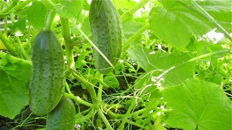 Pourquoi l'oïdium apparaît-il et pourquoi est-il dangereux sur les concombres: photo et traitement, mesures préventives