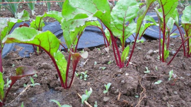 Betterave de table à haut rendement Boyarynya: nous la cultivons nous-mêmes sans trop de tracas