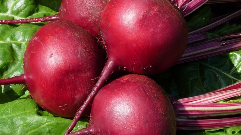 Betterave de table à haut rendement Boyarynya: nous la cultivons nous-mêmes sans trop de tracas