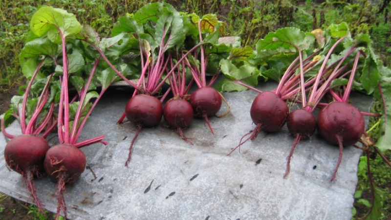 Betterave de table à haut rendement Boyarynya: nous la cultivons nous-mêmes sans trop de tracas