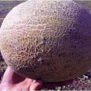 Examen de la variété sucrée et juteuse de melon Slavia