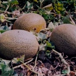 Examen de la variété sucrée et juteuse de melon Slavia