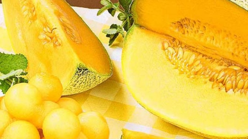 Examen de la variété sucrée et juteuse de melon Slavia