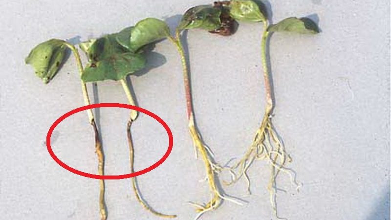 Comment calculer le moment où planter une citrouille pour les semis?