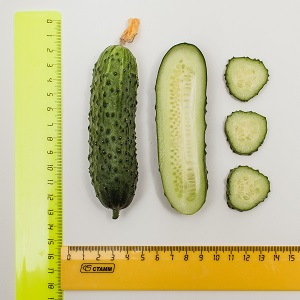 Un nouveau, mais prometteur et a réussi à gagner le cœur de nombreux jardiniers, la variété de concombre Shosha