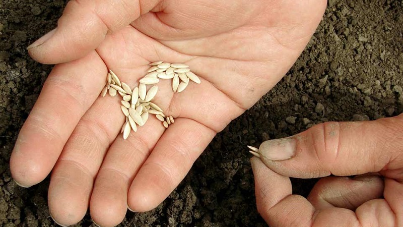 Un nouveau, mais prometteur et a réussi à gagner le cœur de nombreux jardiniers, la variété de concombre Shosha