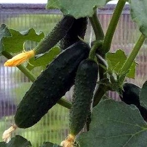 Un nouveau, mais prometteur et a réussi à gagner le cœur de nombreux jardiniers, la variété de concombre Shosha