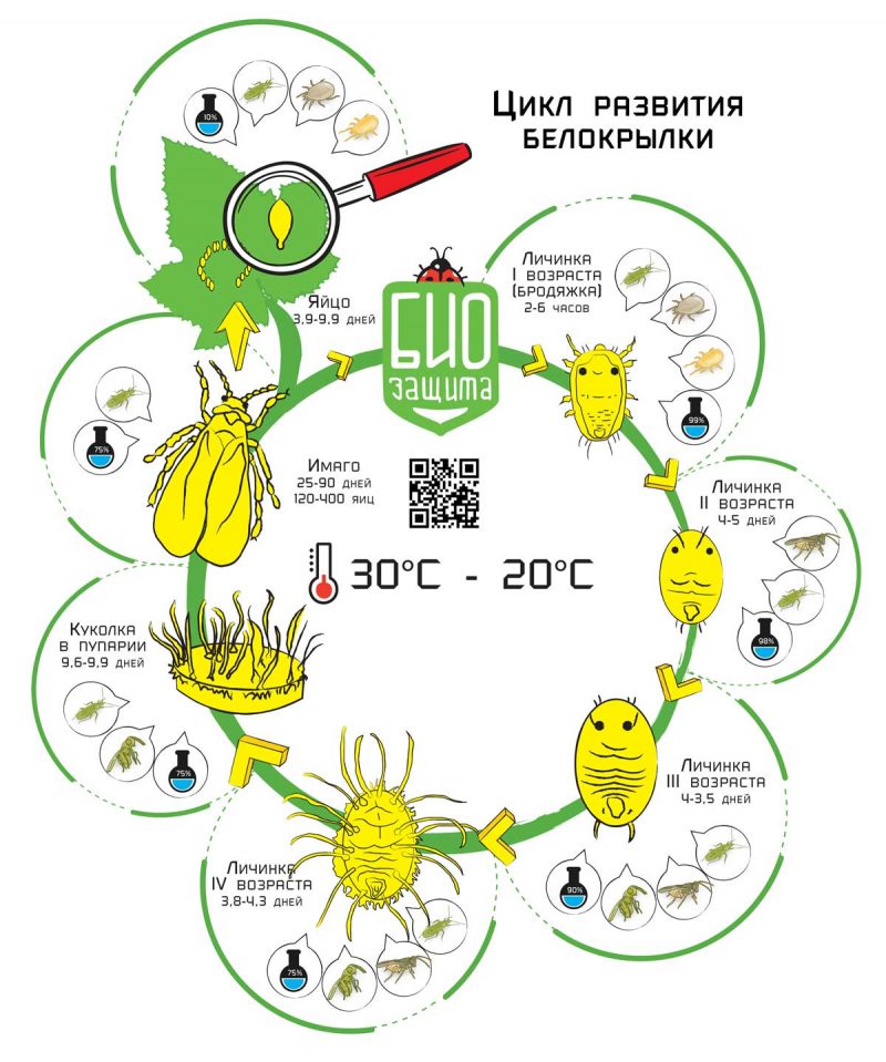 Comment détruire les aleurodes sur les tomates: méthodes et méthodes de prévention éprouvées