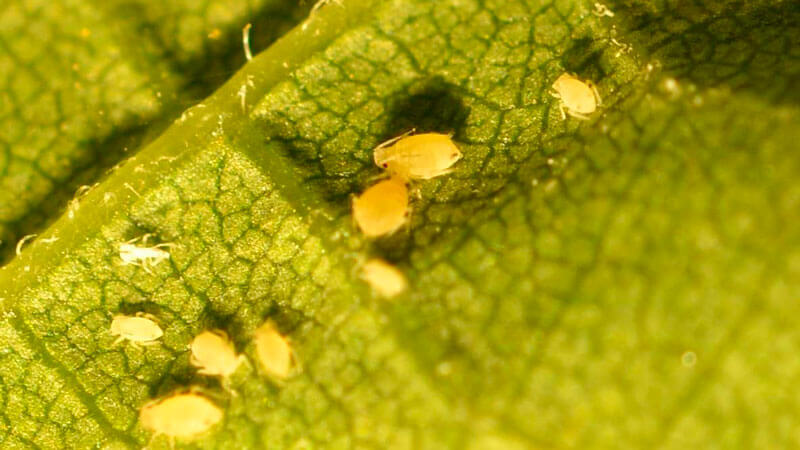 La meilleure façon de traiter l'aneth des pucerons