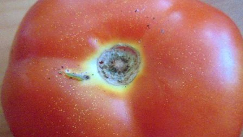 Nous combattons les ravageurs facilement et efficacement: comment traiter les tomates vermifuges pour sauver votre récolte