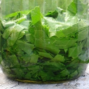 Pourquoi le puceron noir sur les concombres est-il dangereux et comment lutter contre le ravageur le plus efficacement possible