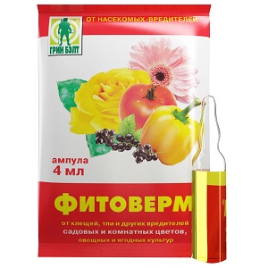 Pourquoi le puceron noir sur les concombres est-il dangereux et comment lutter contre le ravageur le plus efficacement possible