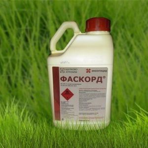 Quel est le danger d'une boule de coton sur le maïs: nous détectons l'ennemi, puis le combattons rapidement et efficacement