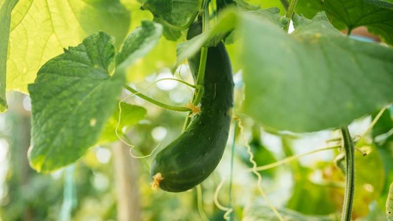 Que faire si des concombres au crochet: ce qui manque et comment résoudre la situation