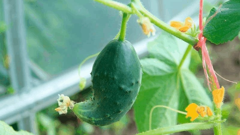 Que faire si des concombres au crochet: ce qui manque et comment résoudre la situation