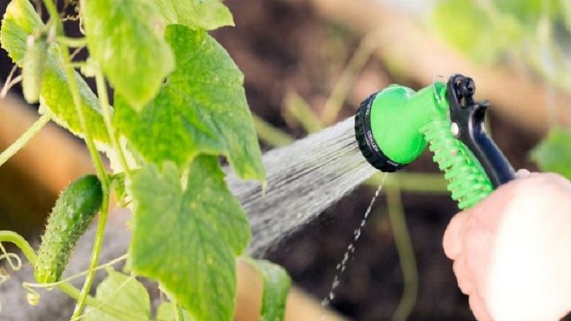 Que faire si des concombres au crochet: ce qui manque et comment résoudre la situation