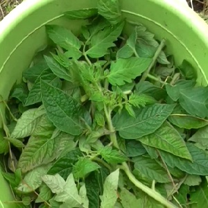 Que faire avec des fleurs stériles sur des concombres dans une serre et comment éviter leur apparition