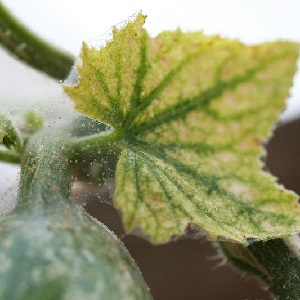 Que faire avec des fleurs stériles sur des concombres dans une serre et comment éviter leur apparition