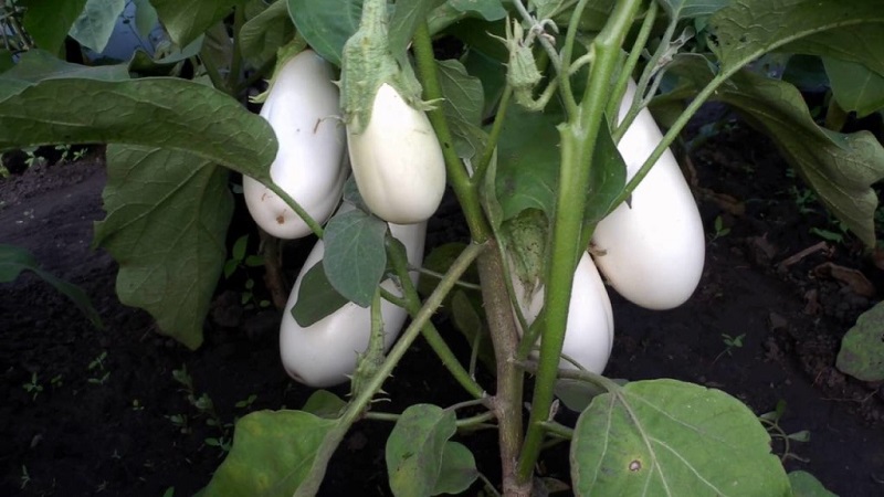 Que sont les aubergines blanches et en quoi elles diffèrent des aubergines ordinaires