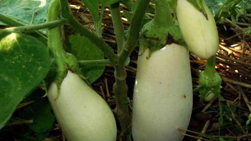 Que sont les aubergines blanches et en quoi elles diffèrent des aubergines ordinaires