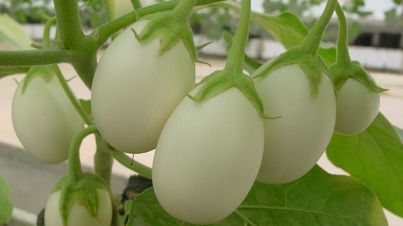 Que sont les aubergines blanches et en quoi elles diffèrent des aubergines ordinaires