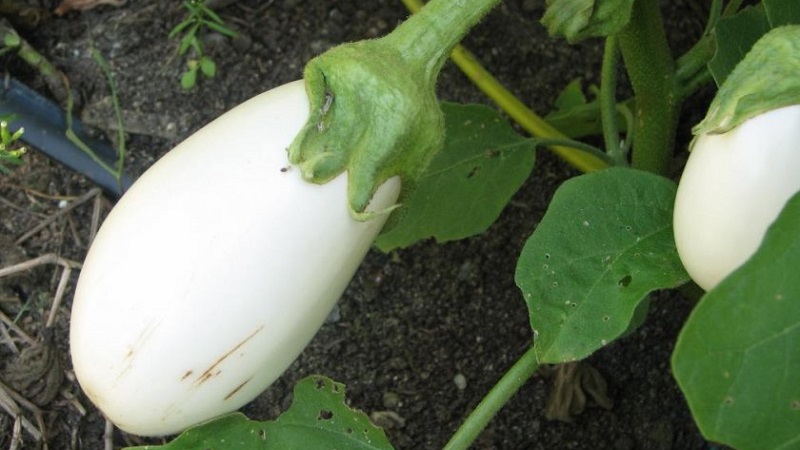 Que sont les aubergines blanches et en quoi elles diffèrent des aubergines ordinaires