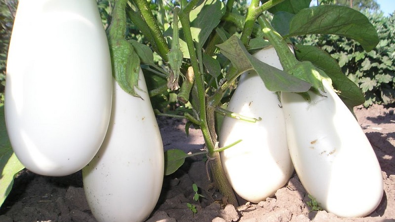 Que sont les aubergines blanches et en quoi elles diffèrent des aubergines ordinaires