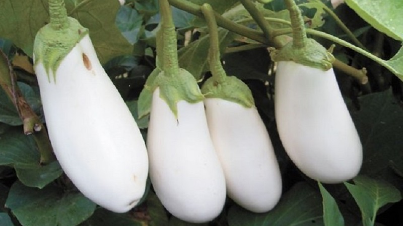 Que sont les aubergines blanches et en quoi elles diffèrent des aubergines ordinaires
