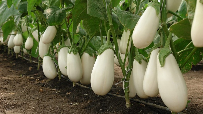 Que sont les aubergines blanches et en quoi elles diffèrent des aubergines ordinaires