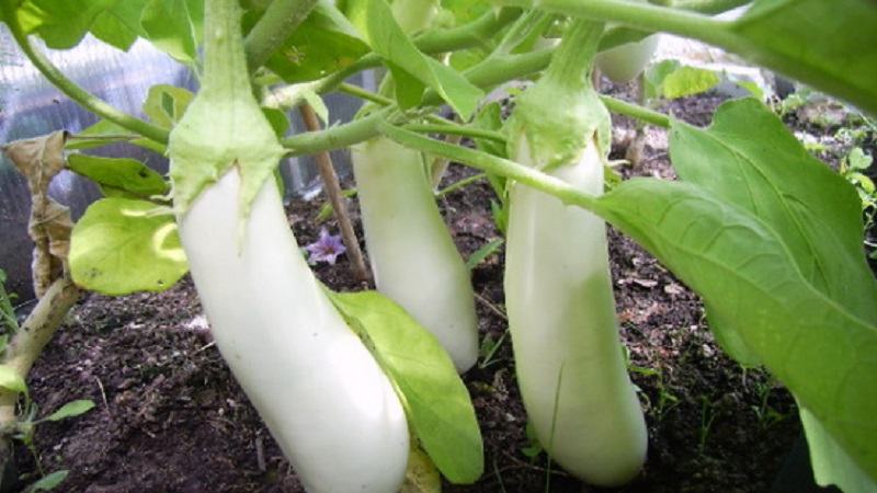 Que sont les aubergines blanches et en quoi elles diffèrent des aubergines ordinaires