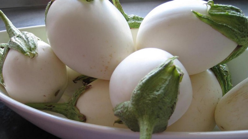 Que sont les aubergines blanches et en quoi elles diffèrent des aubergines ordinaires