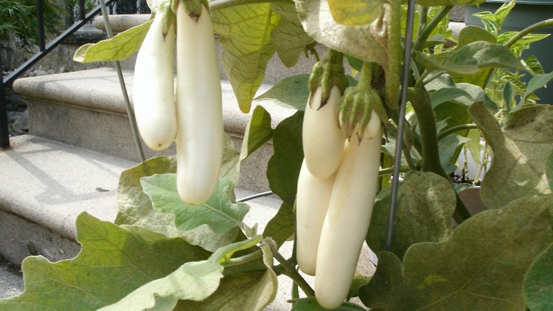 Que sont les aubergines blanches et en quoi elles diffèrent des aubergines ordinaires