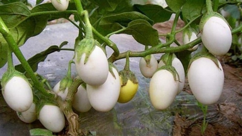 Que sont les aubergines blanches et en quoi elles diffèrent des aubergines ordinaires