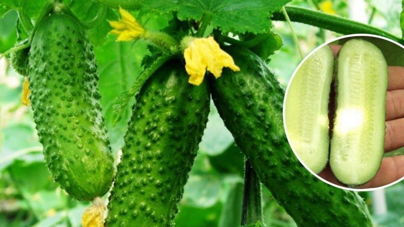 Que sont les concombres parthénocarpiques et quelles variétés choisir