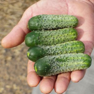 Que sont les concombres parthénocarpiques et quelles variétés choisir