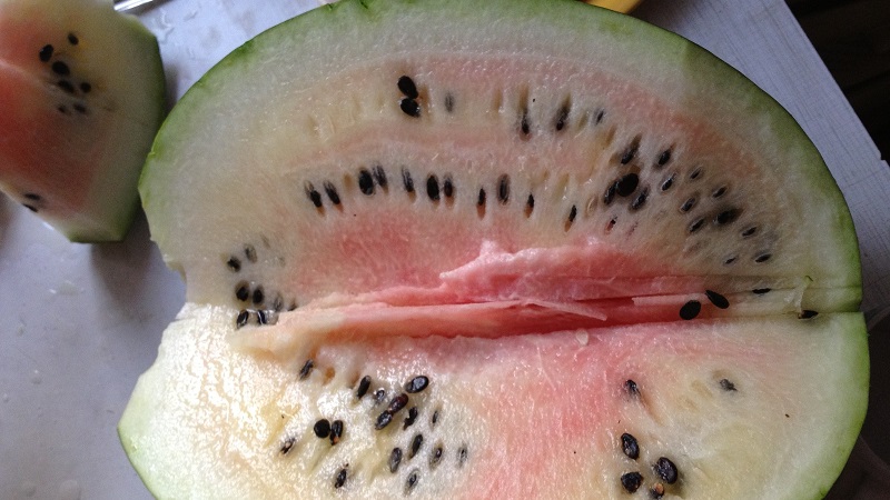 Les pastèques cueillies mûrissent-elles à la maison