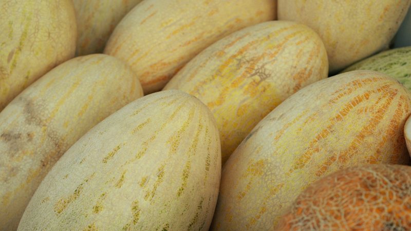 Le plus populaire et le plus apprécié de nombreux melons torpilles: nous choisissons le bon et le cultivons nous-mêmes