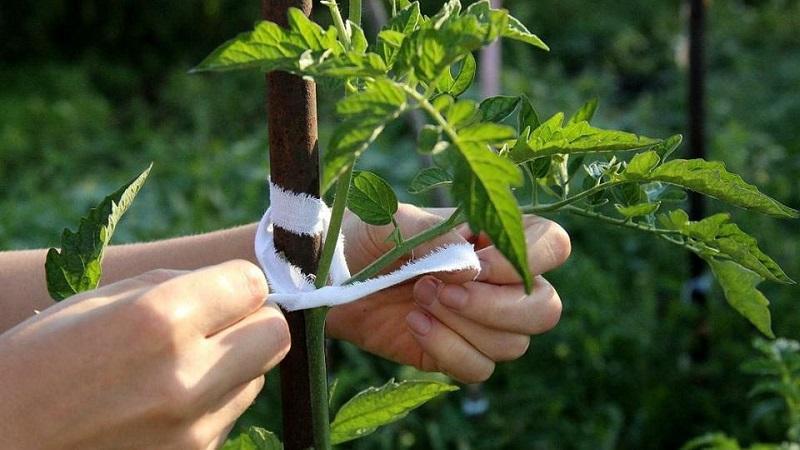Variété couchée pour salades et conservation - tomate hybride Malva F1