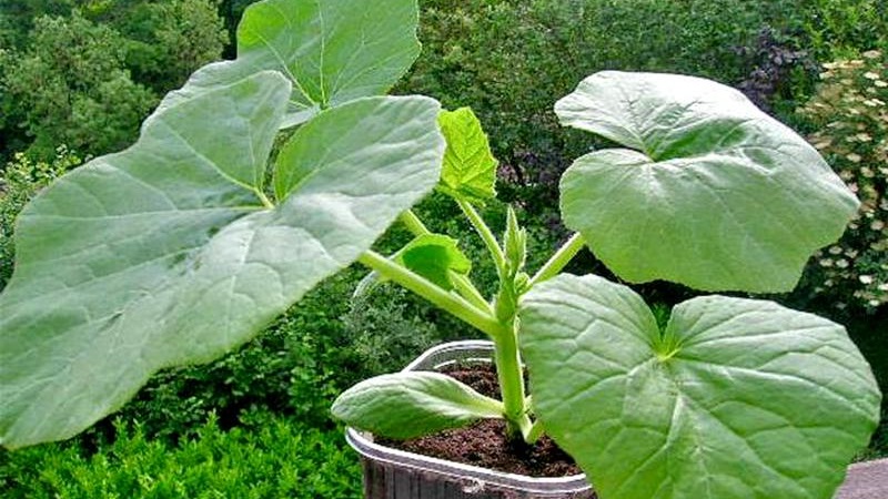 Instructions pour la culture de la citrouille en extérieur dans l'Oural: nuances et conseils pour les agriculteurs novices