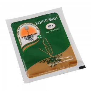 Comment faire germer rapidement les graines d'aneth et comment les traiter pour accélérer la germination des légumes verts