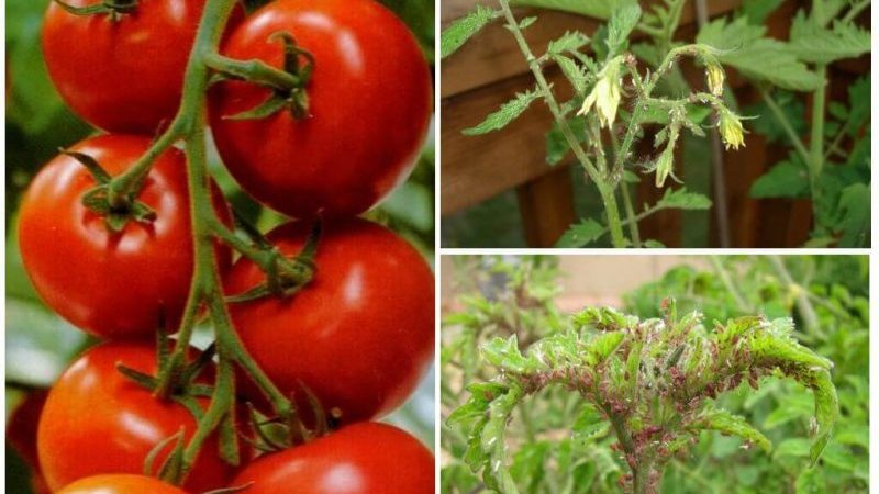 Comment se débarrasser des pucerons avec le moins de dégâts pour les tomates?